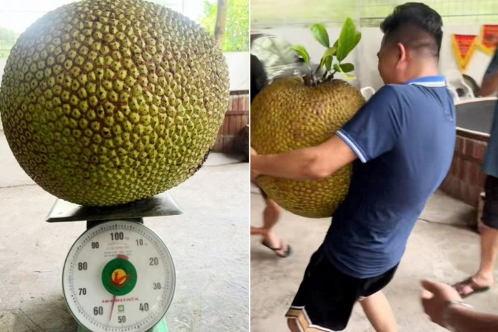 Hình ảnh người đàn ông còng lưng ôm quả mít cỡ đại sau khi hái từ cây xuống, thậm chí phải nhờ người hỗ trợ mới có thể đặt lên bàn cân khiến nhiều người ngỡ ngàng.