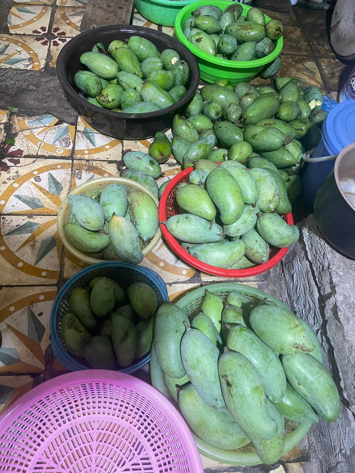 Xoài đủ các kích thước được người dân nhặt về sau trận bão Yagi.