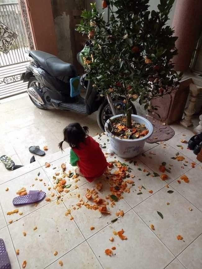 Bên cạnh đó, nhiều người cũng vui vẻ khoe hình ảnh cây quất nhà mình "tan nát" dưới bàn tay lũ trẻ.