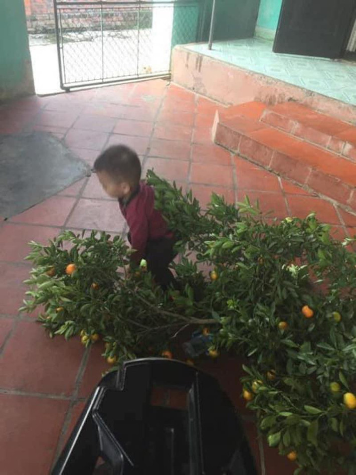 Có thể thấy, cô bé này không những vặt hết sạch quất trên cây mà con bóp nát, bôi ra khắp sàn. Chứng kiến hình ảnh này, cha mẹ em chắc hẳn nghẹn ngào không nói nên lời.