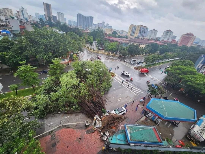 Một gốc cây lớn trên đường Hoàng Quốc Việt - Hà Nội bị gió bão quật đổ.