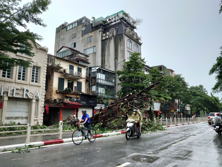 Có mặt trên nhiều tuyến đường Hà Nội sáng 8/9 sau khi bão Yagi quét qua, nhiều người dân không khỏi tiếc nuối khi chứng kiến những cây cổ thụ bị đổ.