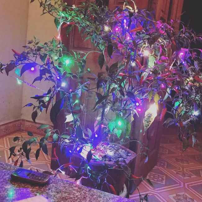 Ớt này phải để trưng bày trong nhà quanh năm chứ chỉ cóTết thì quá phí.