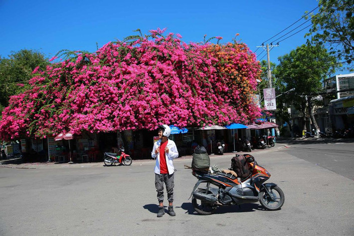 Bên dưới giàn bông giấy, chủ nhà còn bán quán nước, tối còn bán đồ ăn, nên lúc nào nơi này cũng đông người.