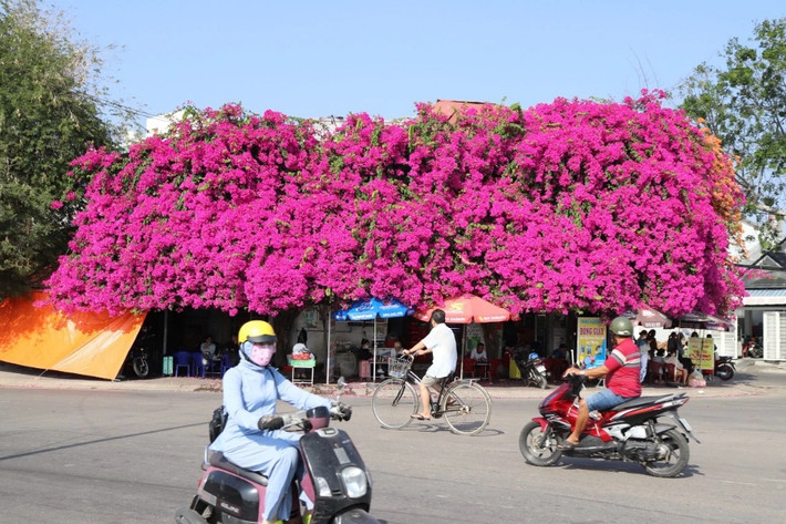Người trồng giàn hoa giấy này chính là cụ Nguyễn Khanh, một nghệ nhân đờn ca tài tử hằng đêm hát cải lương bên bờ sông Cà Ty.