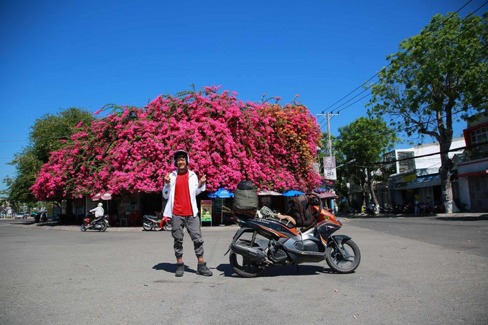 Đặc biệt, giàn hoa giấy ngay trước cổng cảng Phan Thiết, nơi du khách thường đón tàu đi đảo Phú Quý nên nó càng được nhiều người chú ý hơn.
