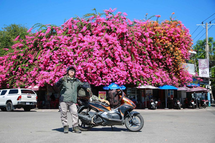 Loài cây bình dị này, khi được trồng liên tiếp nhau thành hàng sẽ tạo nên lớp lớp hoa chen kín đẹp mắt