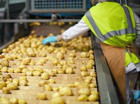 Sau khi làm sạch, khoai tây Bonnotte bán và xuất khẩu đi khắp châu Âu.
