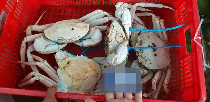 Cua pha lê được đánh bắt sống, vận chuyển về đến các nhà máy đóng gói và sau đó được vận chuyển đi khắp nơi trên thế giới theo tiêu chuẩn khắt khe của Úc (AQIS), Mỹ ( FDA / HACCP ), và Châu Âu EU. Ảnh: Hieuhaisan.