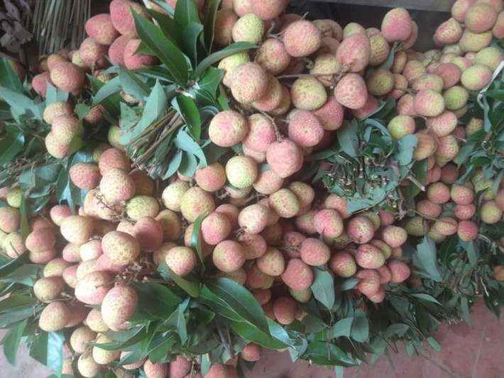 Không kinh doanh rượu nếp, ngoài 8 tiếng hành chính, cô Thúy (Hà Đông) lại gom đơn vải thiều và mận phục vụ bà con giết sâu bọ theo phong tục ngày Tết Đoan Ngọ. Ảnh: Facebook.