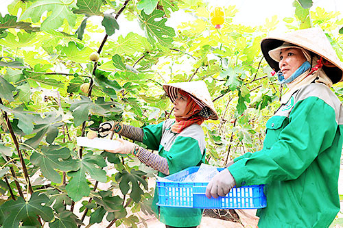 Hiện, anh Khoa sở hữu trang trại sung Mỹ với khoảng 3.000 gốc. Sản lượng mỗi năm đạt 15 - 18 tấn, đem lại doanh thu 80 triệu đồng mỗi tháng. Ảnh: Laodongdongnai.