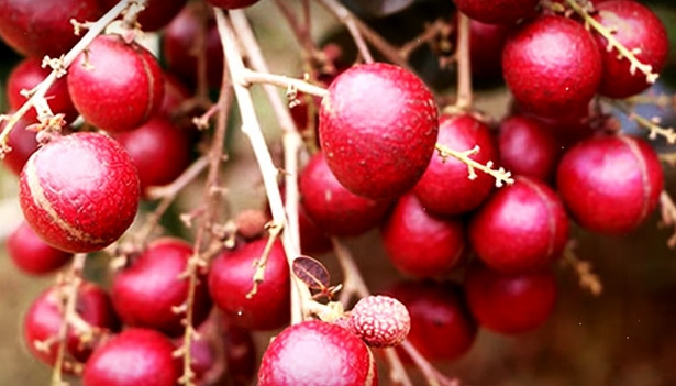 Từ một nhánh cây nhãn đột biến, lão nông Trần Văn Huy ở Sóc Trăng đã nhân giống thành công loại nhãn tím độc lạ, khiến người dân trong và ngoài nước săn lùng. Ảnh: vietnambiz.