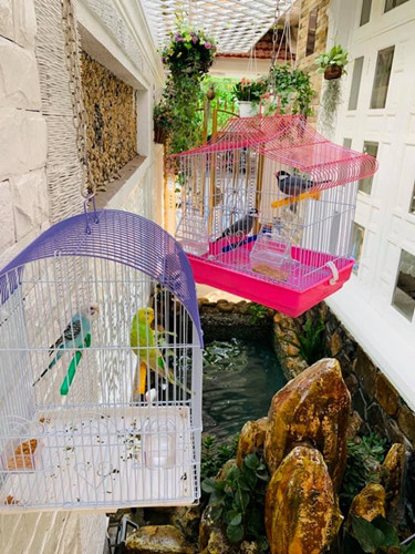 Khu vực nhỏ để thiết kế tiểu cảnh, bên trên treo nhiều lồng chim quý, vẹt..