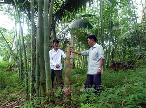 Theo TTXVN, trồng tre lấy măng cũng trở thành một trong những hướng phát triển kinh tế ở xã Sơn Phú, huyện Na Hang, tỉnh Tuyên Quang. Anh Bàn Văn Triều (thôn Nà Lạ) có hơn 2.000 bụi tre Bát Độ, mỗi năm cho thu về khoảng 65 -70 triệu đồng. Ảnh: TTXVN.