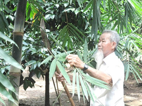 Theo ông Lầu A Lộc (ngụ ấp Nguyễn Thái Học, xã Bàu Hàm 2), trồng tre lấy măng là cách kiếm tiền theo kiểu “làm chơi, ăn thật” vì công sức bỏ ra không nhiều, nhưng lại cho nguồn thu khá. Ảnh: Baodongnai.