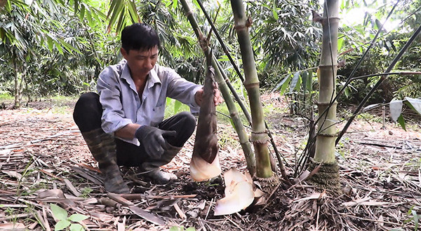 Theo Báo Bà Rịa-Vũng Tàu, vài năm gần đây, một số hộ nông dân trên địa bàn các huyện Châu Đức, Xuyên Mộc (tỉnh Bà Rịa - Vũng Tàu) tận dụng diện tích đất ven kênh thủy lợi, đất trũng không trồng được các loại cây ăn trái để trồng tre lấy măng. Ảnh: Báo Bà Rịa-Vũng Tàu.