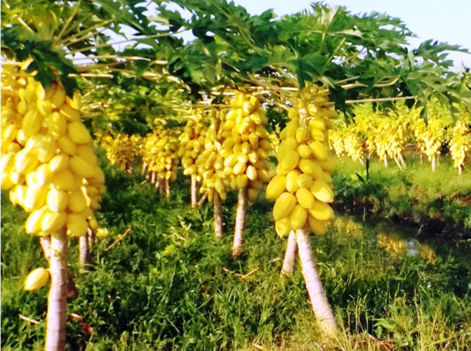 Cả vườn cho khoảng 15 tấn quả. Ước tính chủ vườn thu về khoảng 100 triệu sau 4 tháng chăm sóc. Ảnh: Hatgiongmienbac..