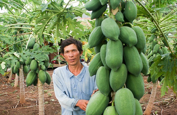 Cây đu đủ sai trĩu quả sau 8 tháng chăm sóc của anh Thọ tại Mỹ Sơn, huyện Ninh Sơn, tỉnh Ninh Thuận. Ước tính, tổng thu nhập từ cây đu đủ của gia đình anh khảng 60 triệu đồng, trừ mọi chi phí còn lãi 40 triệu đồng. Ảnh: Báo Ninh Thuận.