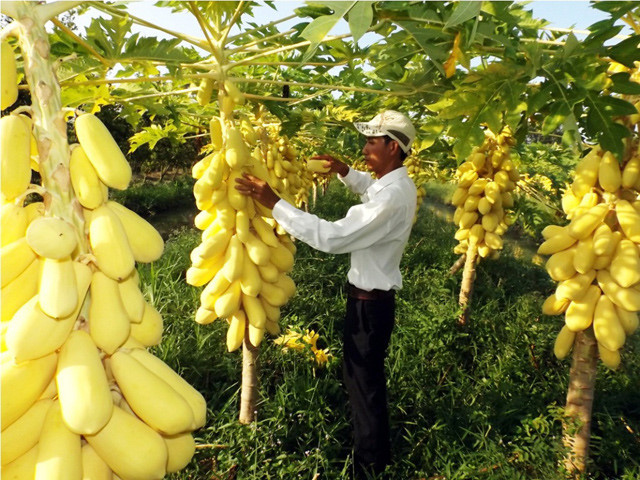 Vườn đu đủ vàng của anh Nguyễn Hữu Lộc (Châu Thành, Hậu Giang) gồm 750 gốc. Mỗi cây cho năng suất 20kg quả. Ảnh: Dân Việt.