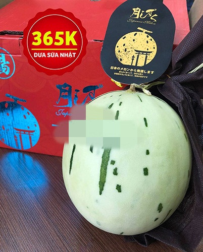 Dưa trắng Nhật Bản được xách tay về Việt Nam theo đường hàng không và đóng hộp sang trọng. Ảnh: Biovegi.