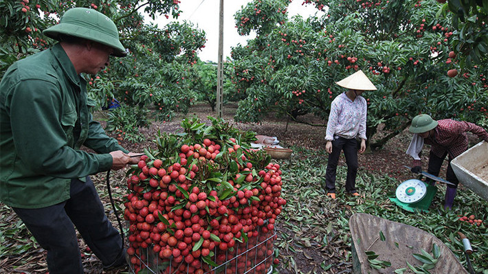 Ông Nguyễn Văn Hiền (xã Tân Mộc, Lục Ngạn) cho biết chỉ qua một vụ vải thiều mà gia đình ông thật sự đổi đời. Ảnh: Vietnamnet.