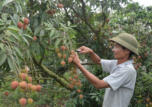 Theo Báo Người lao động, từ một ít vải giống Thanh Hà (Hải Dương), ông Nguyễn Duy Tiên (xã Ea Kly, huyện Krông Pắk, tỉnh Đắk Lắk) đã tạo ra giống vải mới cho năng suất ổn định, quả to, thơm ngon trên đất Tây Nguyên. Ảnh: Người lao động.