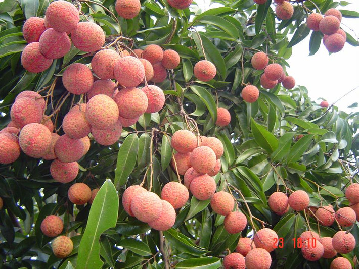 Anh Quyên cho biết, vườn vải nhà anh rộng hơn 1ha. Mỗi năm, anh thu vài trăm triệu đồng từ tiền bán vải thiều. Ảnh: Facebook.
