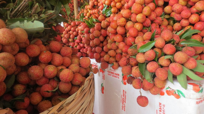 Tại Anh, quả vải tươi trong các siêu thị đóng thành túi/hộp khoảng 300-400gr, giá trung bình khoảng 5-7 bảng Anh/kg, tương đương khoảng 150.000-200.000 đồng. Ảnh: Phapluatsansinh.