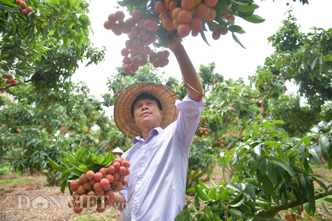 Ý tưởng ép vải ra quả từ thân được bắt đầu vào năm 2012 trong một lần tình cờ thấy cây vải giao tán vào nhau tạo nhiều khoảng râm, anh đã bấm bớt cành nhỏ đầu tán để vườn có nhiều ánh sáng. Không ngờ sau đó, rất nhiều nhánh lộc mọc ra từ thân cây, hoa chi chít. Năm đầu tiên anh quan sát và đã thấy quả ra từ thân chất lượng ngon hơn, hình thức đẹp hơn quả ở cành. Càng về sau thì chất lượng cũng như sản lượng của cây vải càng cao.