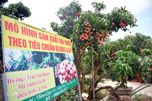 Người dân nơi đây vẫn quen gọi ông là "phù thủy" của quả vải, bởi sản lượng, mẫu mã của loại vải thiều này được đánh giá cao hơn so với các quả vải thiều truyền thống. Ở thời điểm này, vải trong vườn nhà ông Hành đang được bán với giá trên 50.000 đồng/kg, cao hơn nhiều so với vải thiều thông thường.
