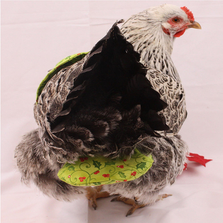 Năm 2010, Julie đã mở một cửa hàng online mang tên Pampered Poultry. Khách hàng của cô cũng chuyển từ cư dân nông thôn sang vùng thành thị. Ảnh: Wokq.