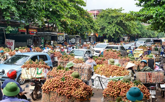 Sáng 8/6, nhiều hàng quán tại phố Kim và thị trấn Chũ (huyện Lục Ngạn, Bắc Giang) đóng cửa để cho lái buôn thuê mặt bằng phía trước làm nơi thu mua vải. Cảnh ùn tắc giao thông tiếp tục xuất hiện tại đây vào mỗi độ vải thiều chín rộ.