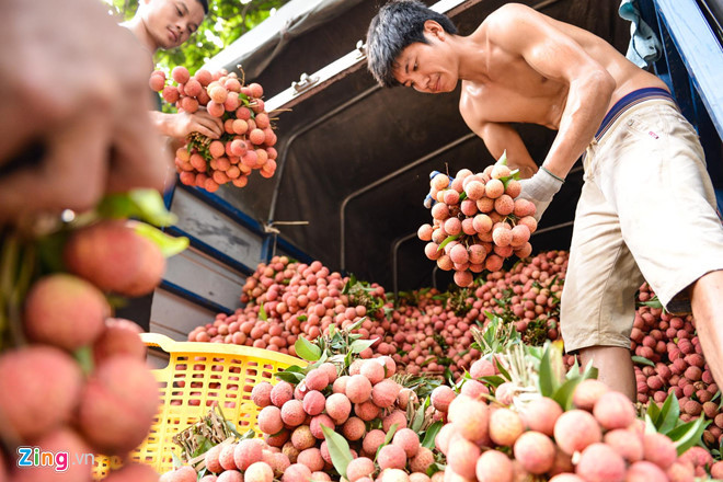 Trước khi đem bán, nhiều tiểu thương sẽ phân loại vải và buộc thành từng chùm để tiện vận chuyển.