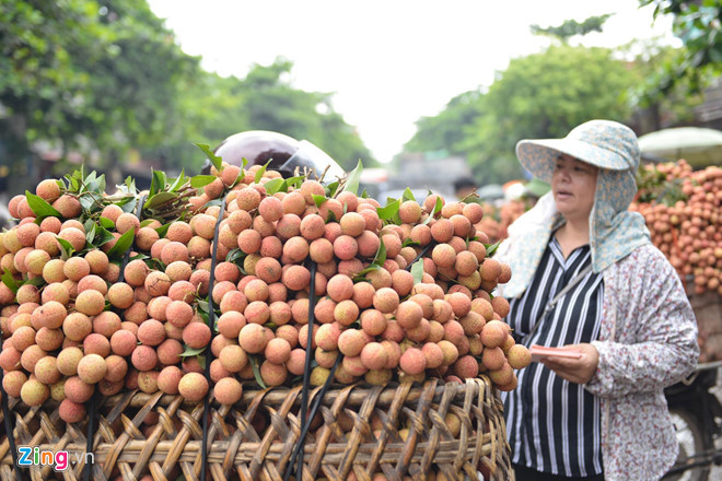 Lý giải về việc giá vải cao hơn những năm trước, chị Nguyễn Hoài (chủ một đại lý thu mua) cho biết: "Vải đang đầu mùa chưa có nhiều, trong khi nhu cầu thị trường trong nước tăng cao. Một lý do nữa là chất lượng vải năm nay cũng khá tốt nên có mức giá cao như vậy".