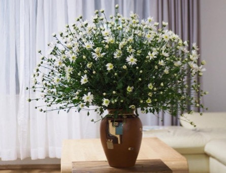 Trong phong thủy, hoa cúc biểu trưng cho một cuộc sống thanh bình, cân bằng. Với sắc màu của ánh mặt trời chói chang, hoa cúc mang trong mình nguồn năng lượng dương mạnh mẽ. Vì thế nó thường được sử dụng để thu hút sự may mắn cho gia chủ và các thành viên trong gia đình.