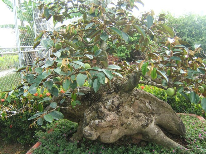 Ước tính, cây vú sữa cổ này có tới vài chục năm tuồi. Ảnh: VOV.