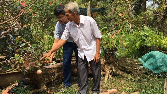 Nhờ hình dáng kỳ lạ này mà có hàng nghìn lượt người đến để chiêm ngưỡng cây vú sữa lò rèn của ông Nhiên. Ảnh: Baovinhlong.