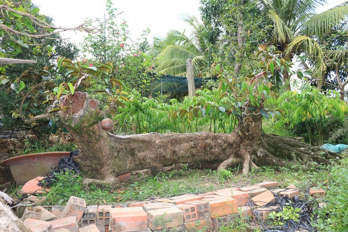 Ông Nguyễn Văn Nhiên (xã Tân Thiềng, Chợ Lách- Bến Tre) được nhiều người biết đến nhờ việc sở hữu cây vú sữa dáng rồng. Ảnh: Baovinhlong.