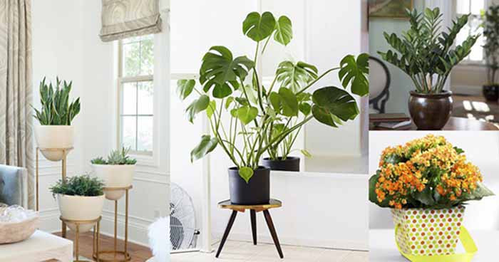 Cùng với hòn non bộ, cây xanh là một dạng tiểu cảnh rất phổ biến trong nhà phố. Ưu điểm của tiểu cảnh cây xanh là không tốn nhiều chi phí thi công.
