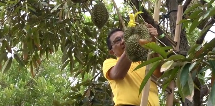 Sầu riêng Kanyao gần như bị xóa sổ sau trận lụt lớn cách đây vài năm và trang trại Pa Toi Lung Mu là nơi duy nhất còn trồng được loại sầu riêng này kể từ đó. Ảnh: News.