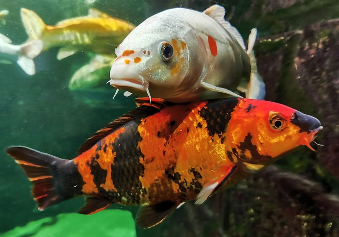 Cá Koi được mệnh danh là loài cá đắt đỏ nhất thế giới. Tùy theo tùy độ lớn và độ hoàn hảo về màu sắc, cá Koi có thể bán với giá từ 2.000 - 20.000 bảng Anh (61 - 610 triệu đồng), những con độc lạ giá lên đến tiền tỷ. Ảnh: Britannica