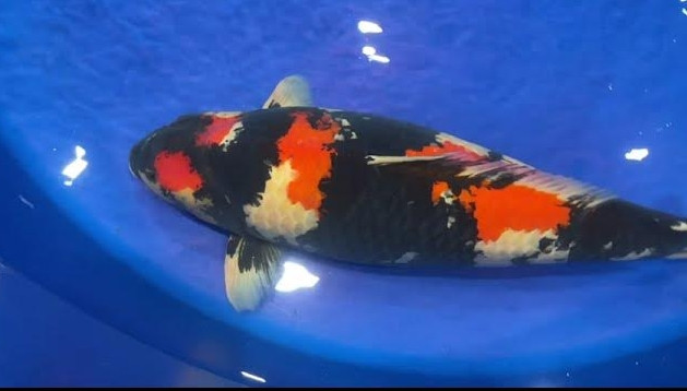 Trong cuộc thi "International Junior Koi Show" 2017 được tổ chức tại Thành phố Ojiya (thuộc tỉnh Niiga, Nhật Bản), một chú cá chép Koi có tên Aoki Koi Farm đã được bán với khoảng 49 tỷ, một con số quá khủng khiếp cho một chú cá cảnh. Ảnh: YouTube