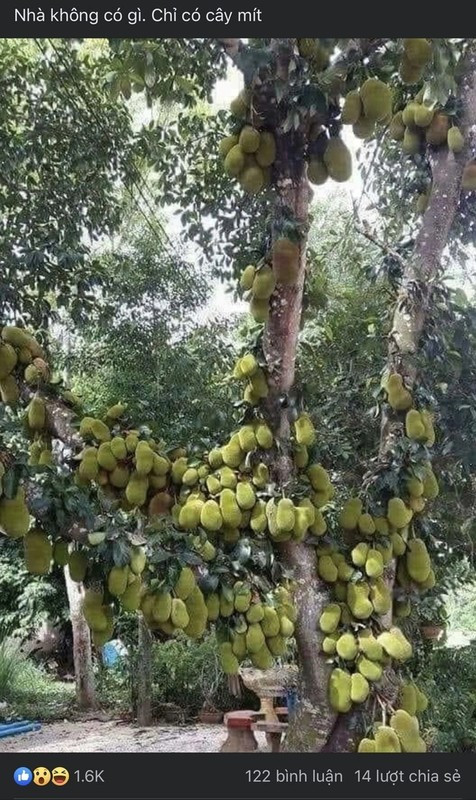 Trước đó, cộng đồng mạng không ít lần trầm trồ khi chứng kiến những cây mít chi chít quả. Ảnh: Facebook