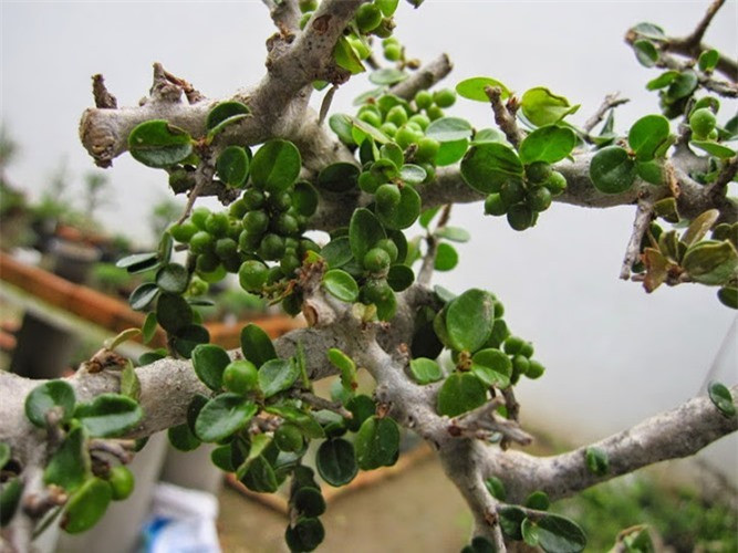 Mọc nhiều ở các tỉnh duyên hải miền Trung như Ninh Thuận, Khánh Hòa, Phú Yên..., sam núi được ưa chuộng để làm bonsai. Ảnh: Vietnamnet