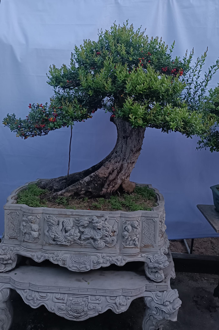 Hải Châu là cây cảnh không xa lạ với giới chơi bonsai, đặc biệt là bonsai quý hiếm. Loài cây này có nhiều ở vách núi các tỉnh miền Trung như Phú Yên, Khánh Hòa, Bình Định... Ảnh: FB Bonsai Chính