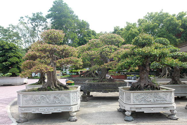 Mỗi cây một kiểu dáng khác nhau, có tuổi đời từ hàng chục năm tuổi trở lên. Ảnh: Dân Việt