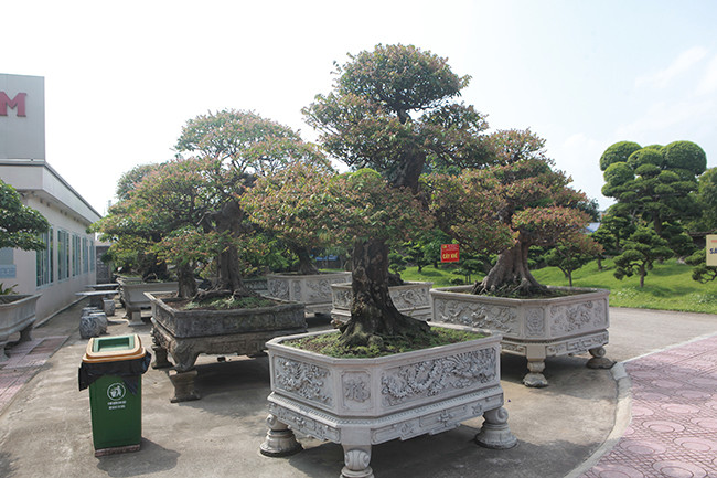 Đại gia Thái Nguyên còn trưng bày cả một dàn khế cổ - là niềm ao ước của nhiều người chơi cây cảnh. Ảnh: Dân Việt