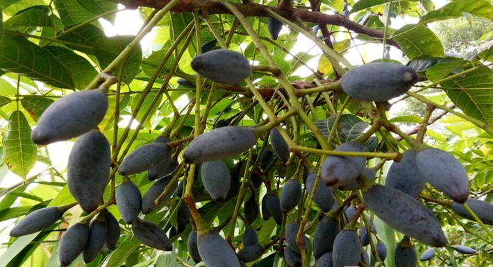 Trước đây, cây trám đen mọc hoang trên rừng. Mùa quả chín, trám rụng đầy gốc, người đân nhặt về chế biến thành thực phẩm trong bữa ăn hàng ngày. Ảnh: Tapchicongthuong