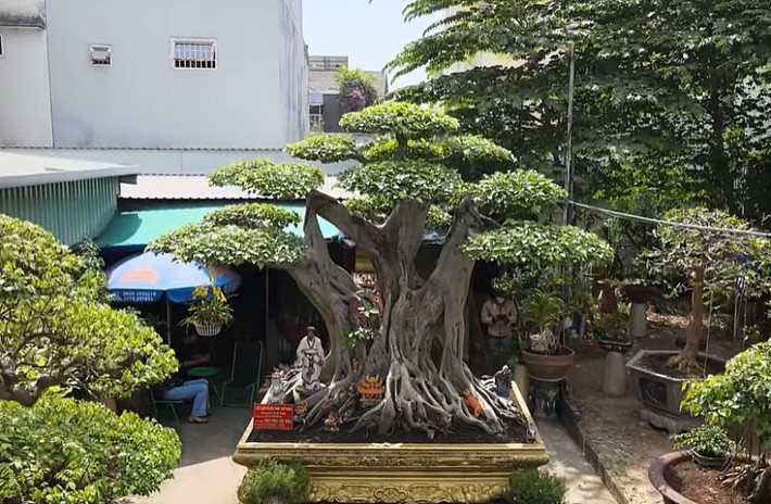 Cách đây không lâu, kênh Youube chuyên sản xuất các video về những điều độc lạ, thú vị tại tỉnh Bình Dương đăng tải chậu cây cảnh cực độc đáo của gia đình anh chị Phương – Lan ở Bình Dương. Ảnh chụp màn hình