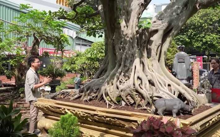 Cây được lấy về từ vùng chân núi Sam (Châu Đốc, An Giang). Theo suy đoán, tuổi thọ của cây có thể lên đến hơn 200 năm. Ảnh chụp màn hình
